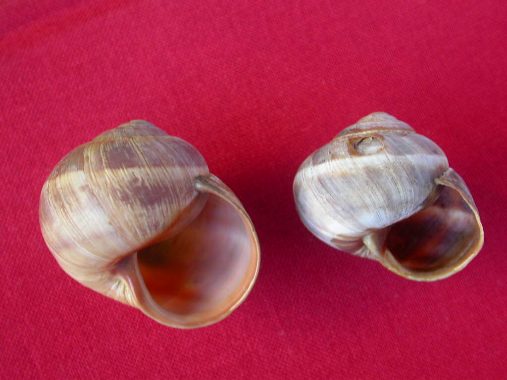 Helix (Helix) cincta O.F. Mller, 1774