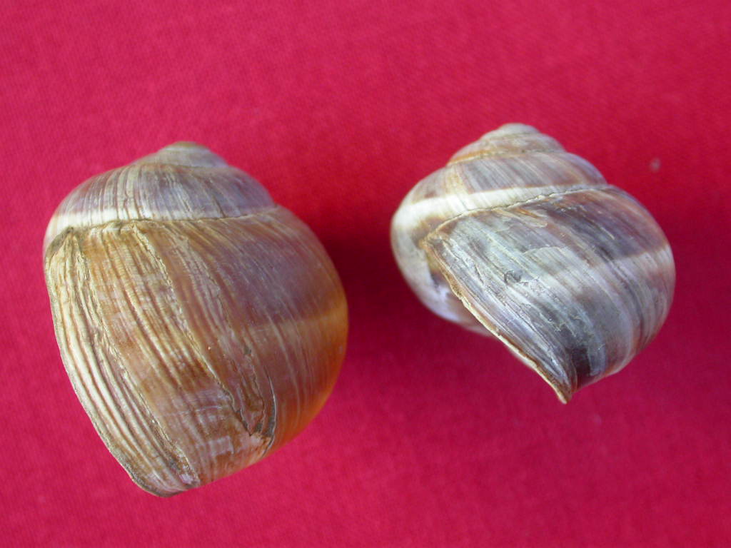 Helix (Helix) cincta O.F. Mller, 1774