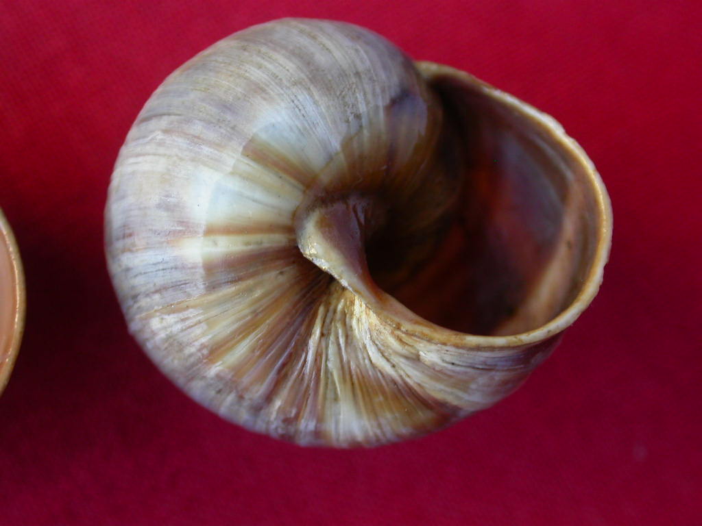 Helix (Helix) cincta O.F. Mller, 1774