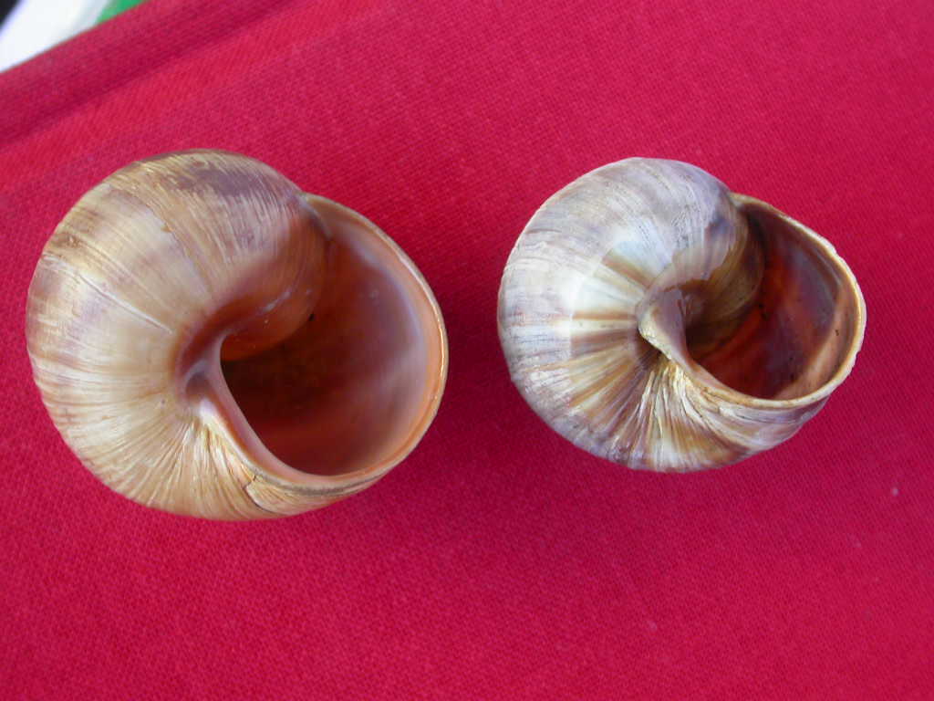 Helix (Helix) cincta O.F. Mller, 1774