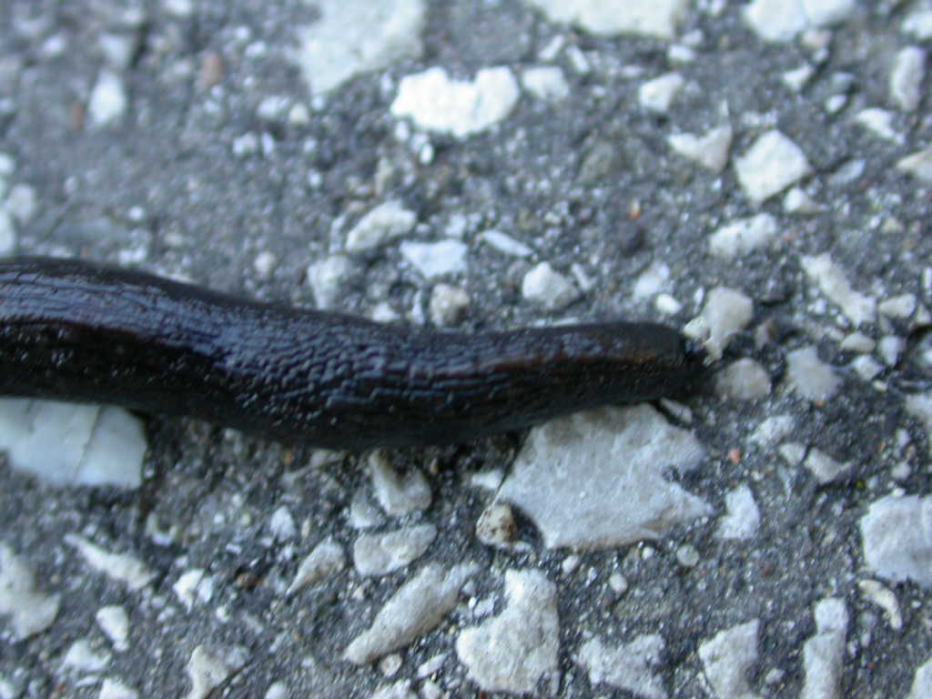 Piccola Tandonia da Vincenza