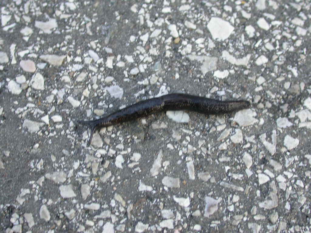 Piccola Tandonia da Vincenza