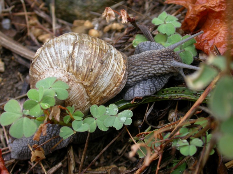 Helix pomatia