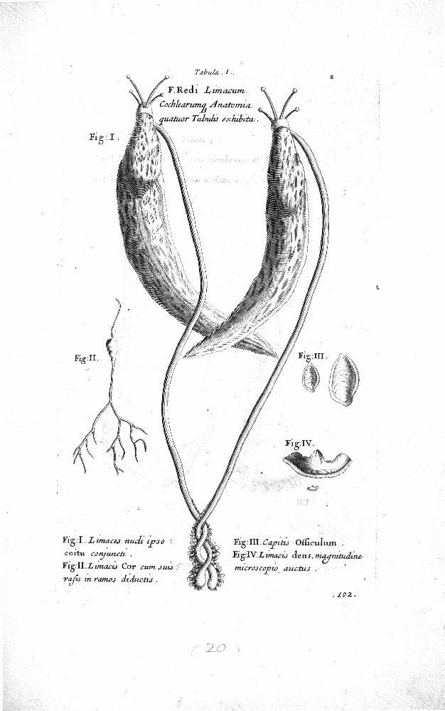 Martin Lister: copule storiche