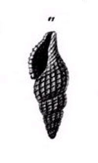 Raphitoma cordieri,,R. horrida... o altro?