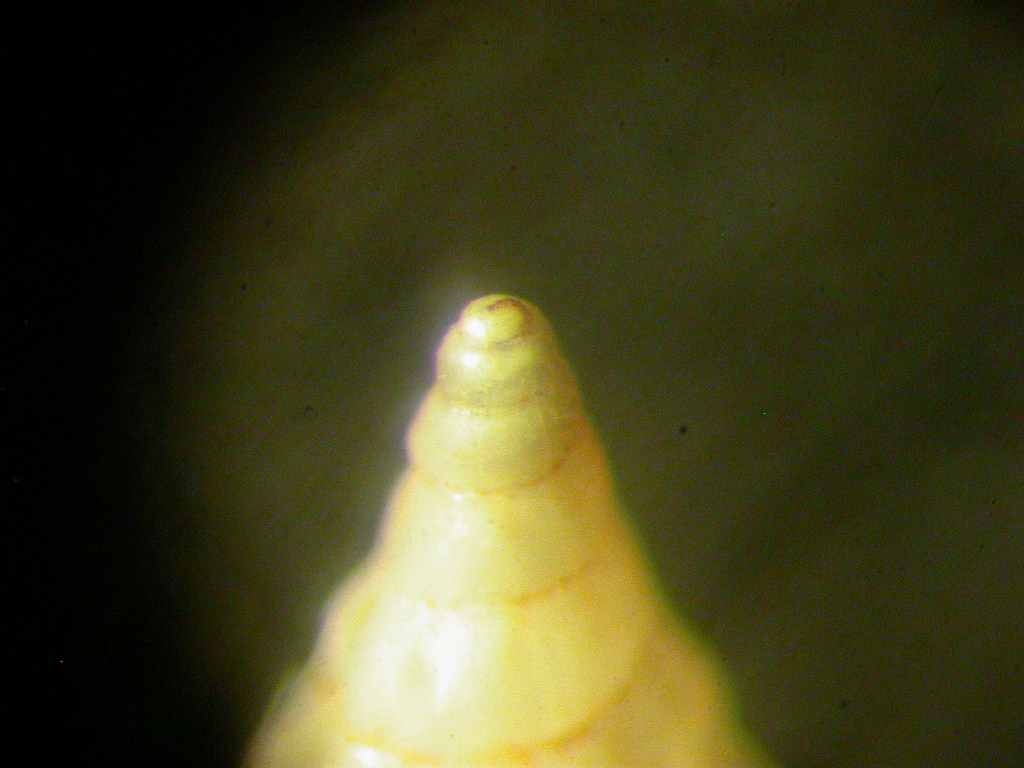 Rissoidae genere Rissoa