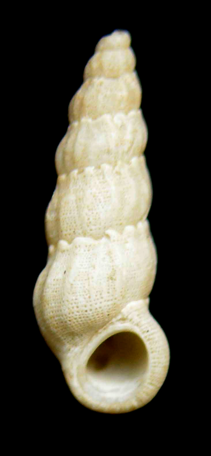 opalia hellenica