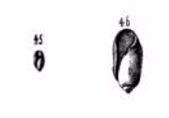 acteocina mucronata
