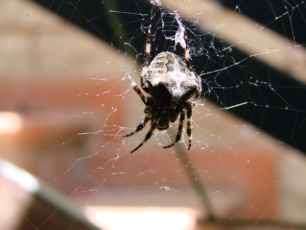 identificazione ragno e consiglio (Araneus circe o angulatus