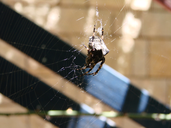 identificazione ragno e consiglio (Araneus circe o angulatus