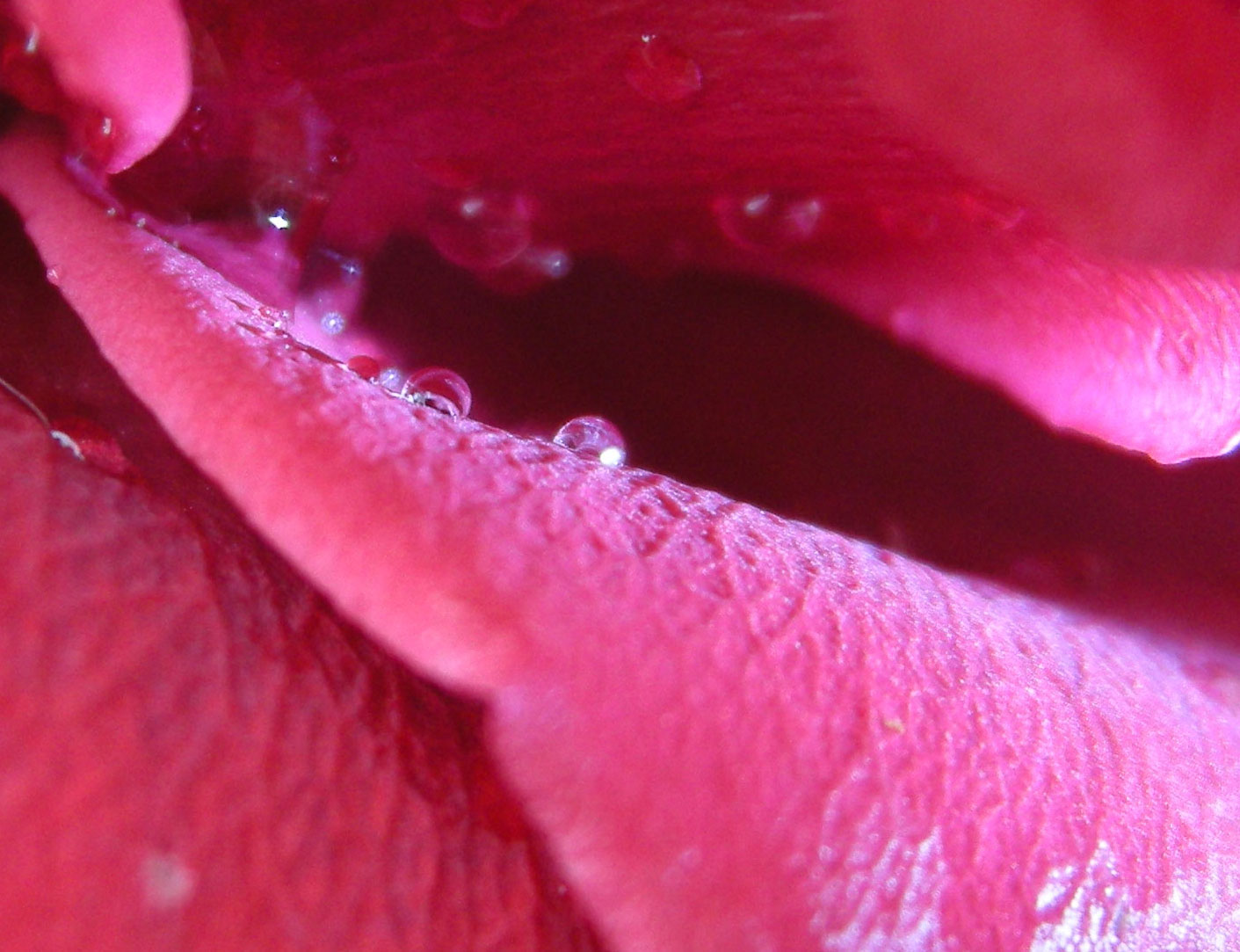 tra i petali di rosa