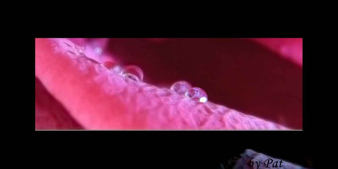 tra i petali di rosa
