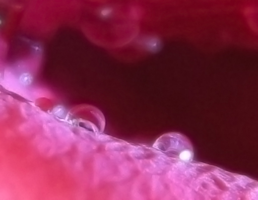 tra i petali di rosa