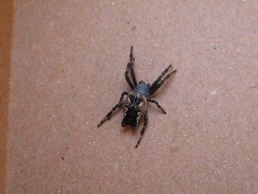Cyrtophora citricola