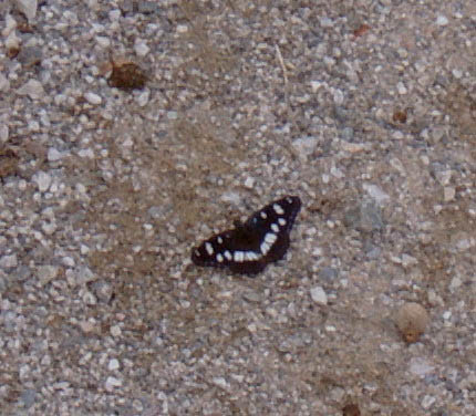 Limenitis reducta