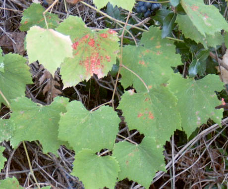 Vitis da identificare