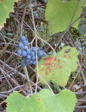 Vitis da identificare