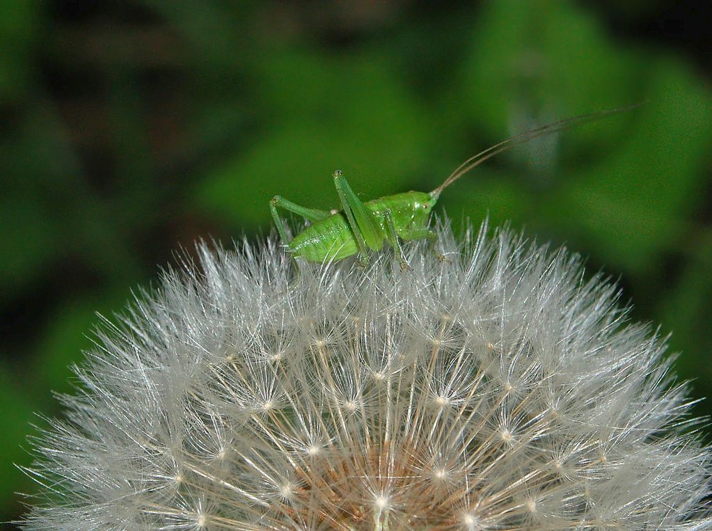 Stadi giovanili di Tettigonia sp.