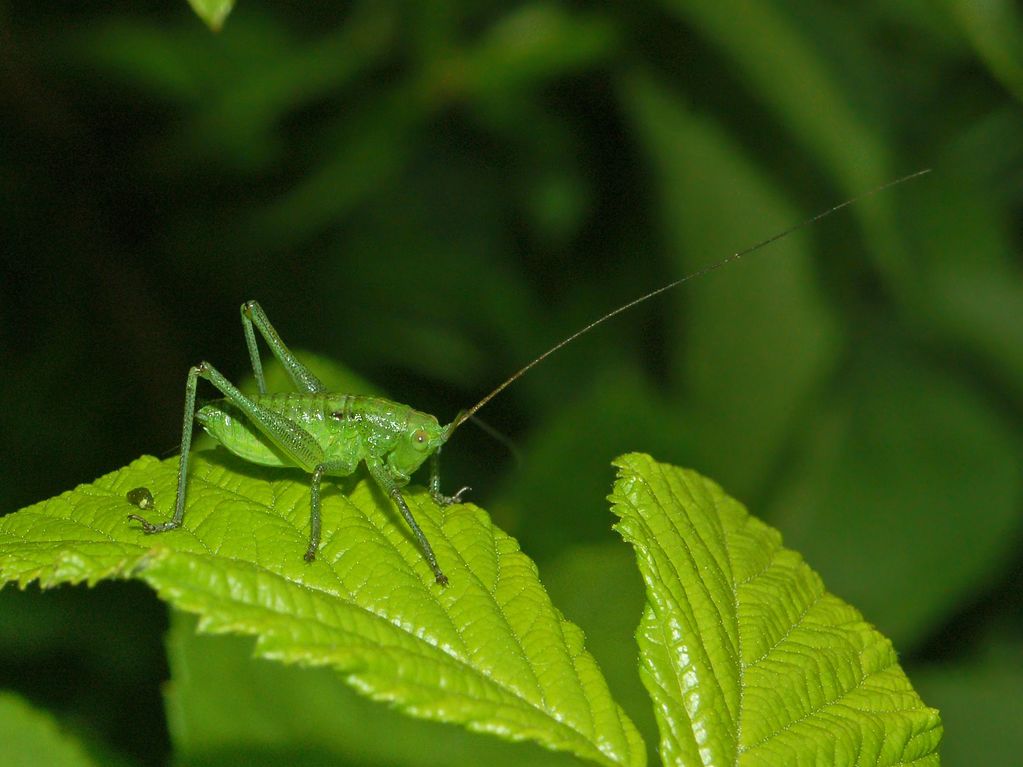 Stadi giovanili di Tettigonia sp.