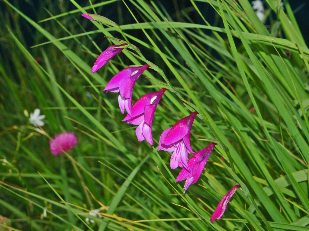 Gladiolus palustris / Gladiolo di palude