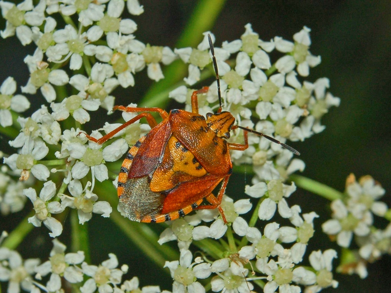 Carpocoris mediterraneus e pudicus