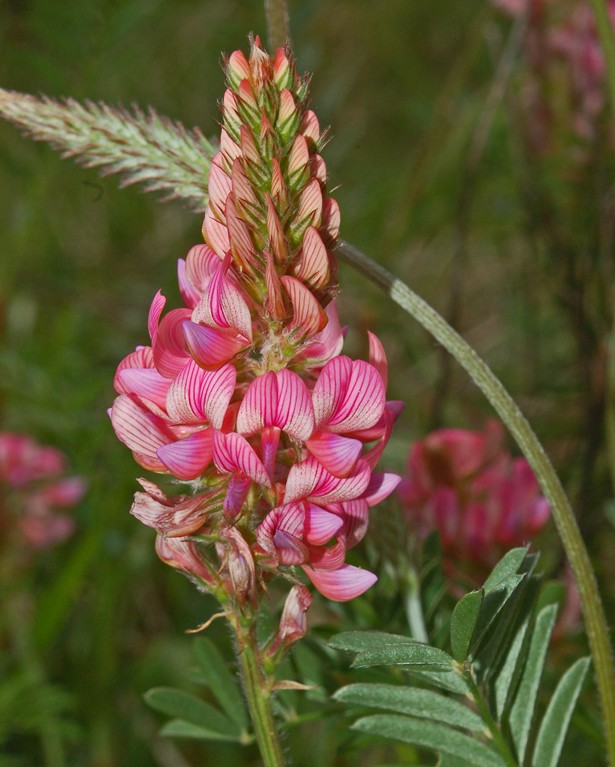 Un bel fiore - Onobrychis viciifolia