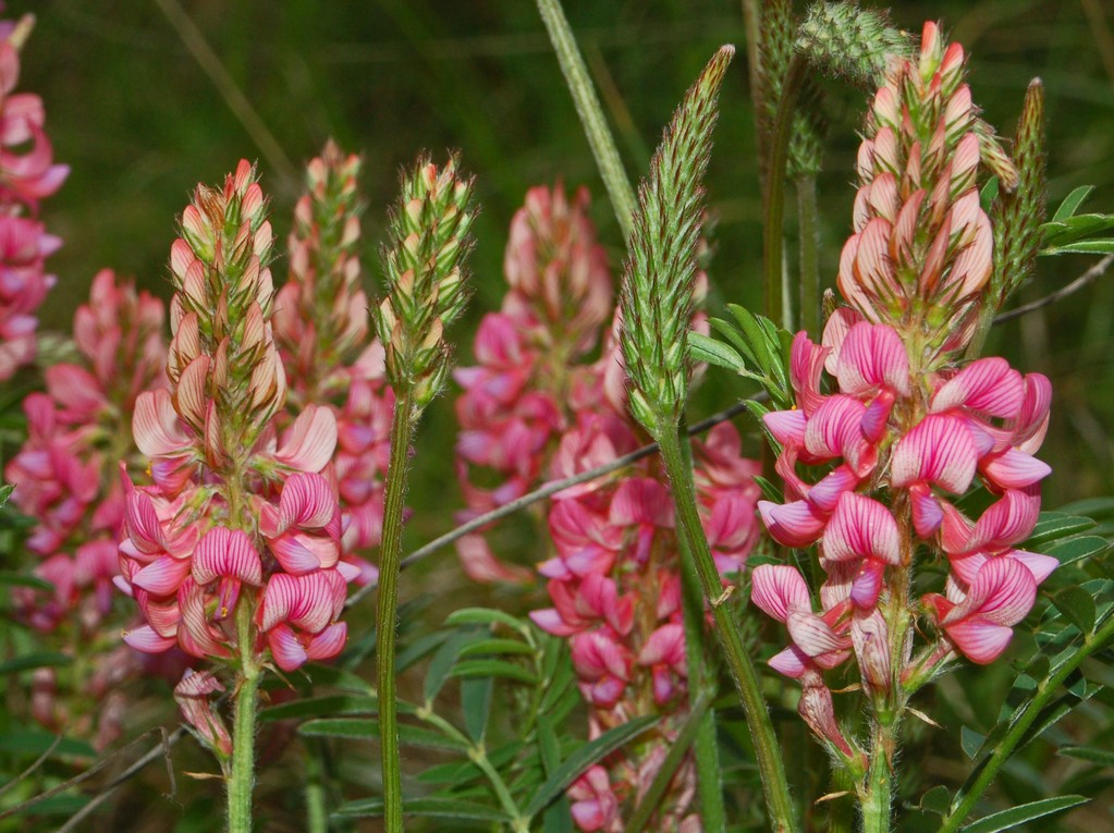 Un bel fiore - Onobrychis viciifolia