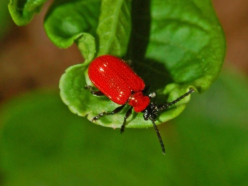 Lilioceris lilii