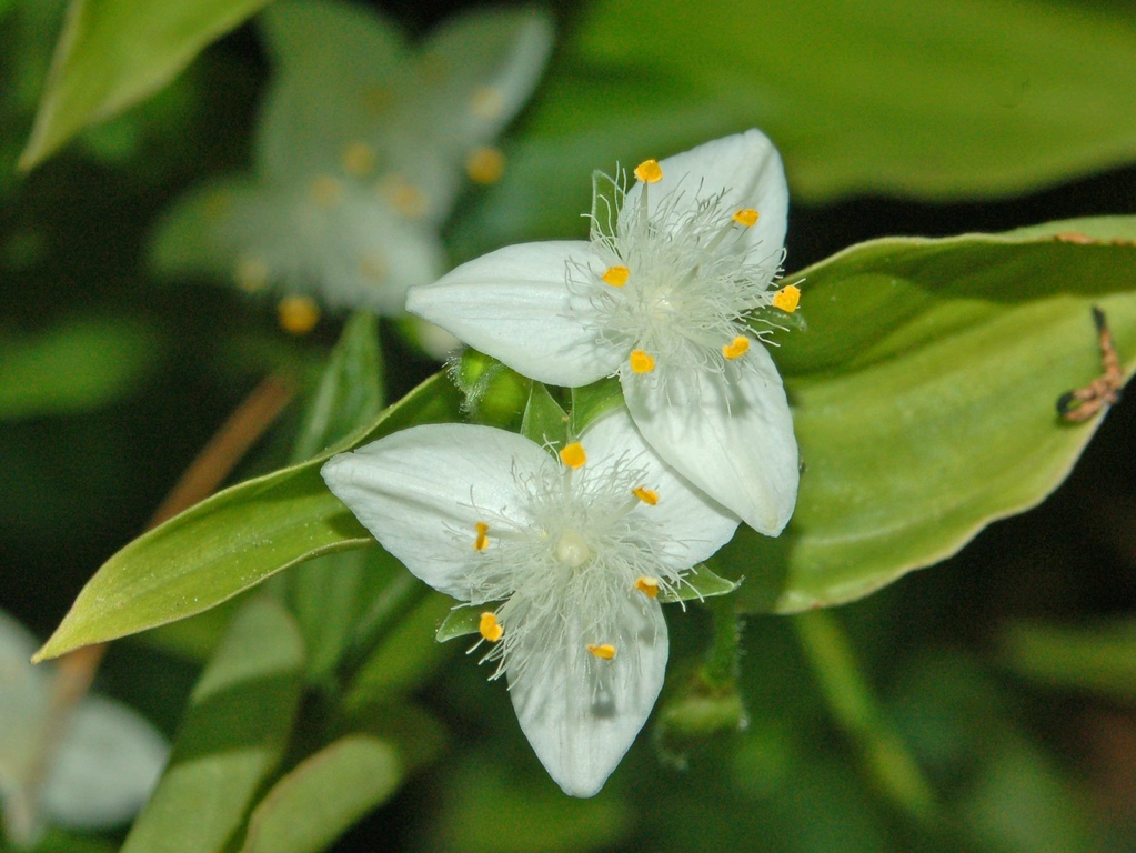 Tradescantia fluminensis / Tradescanzia sudamericana