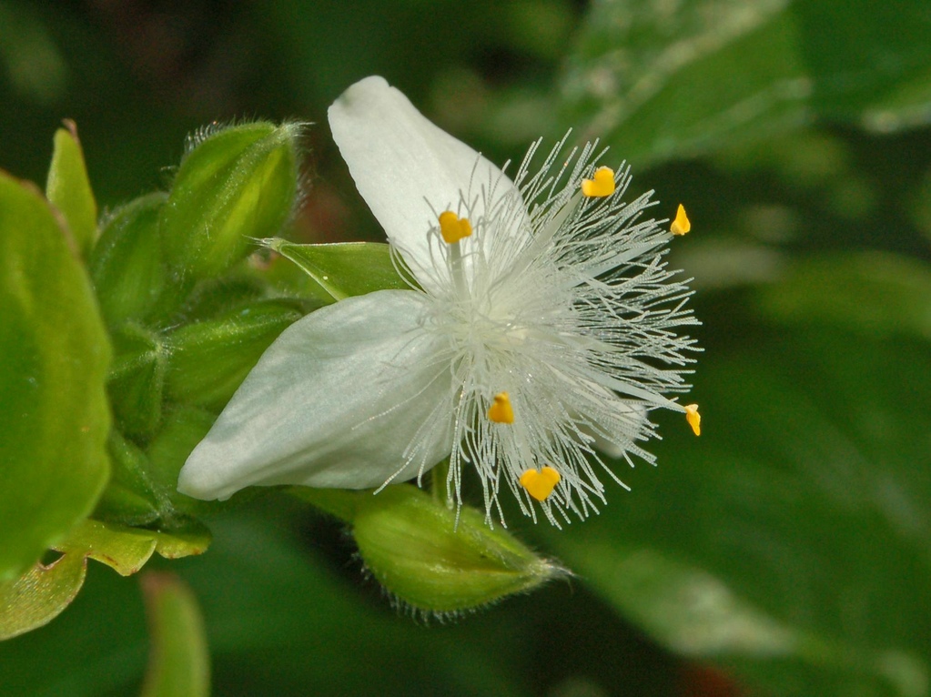 Tradescantia fluminensis / Tradescanzia sudamericana