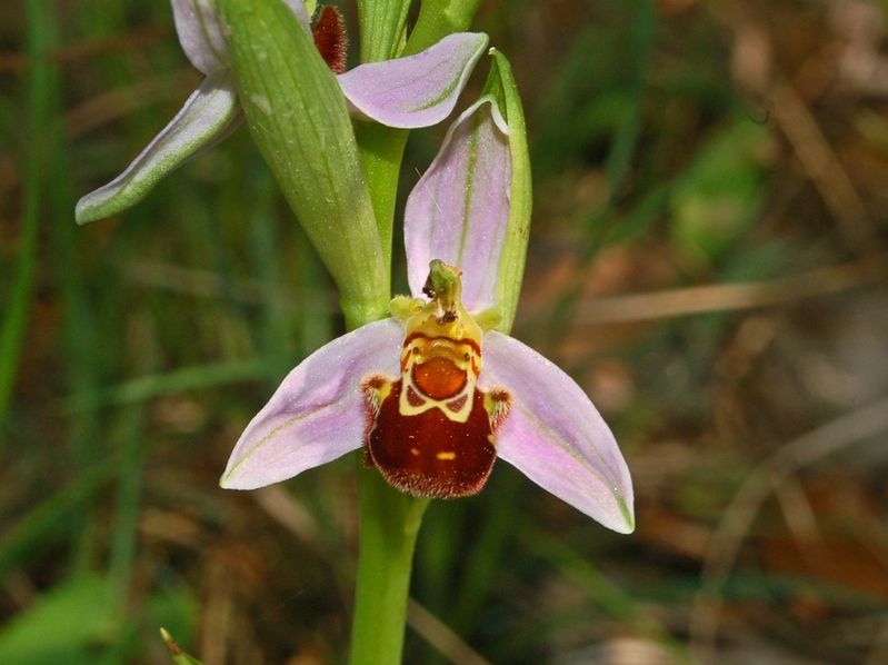 Ophrys apifera
