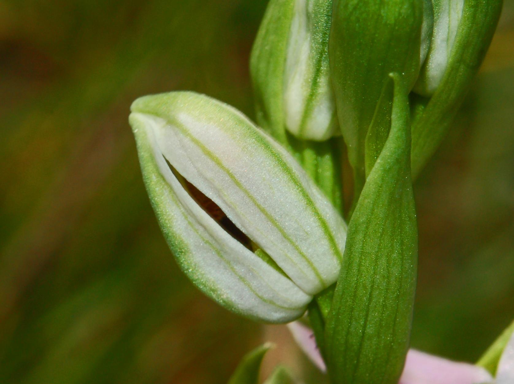 Ophrys apifera