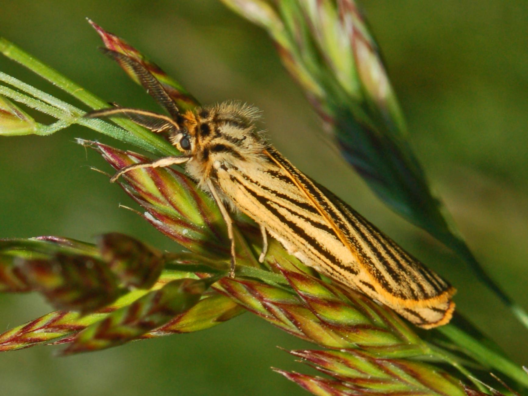 Coscinia striata (Arctiidae)