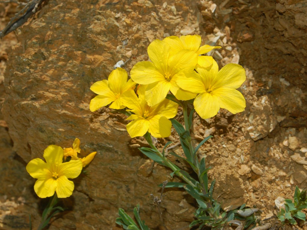 Linum campanulatum / Lino giallo