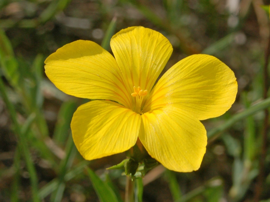 Linum campanulatum / Lino giallo