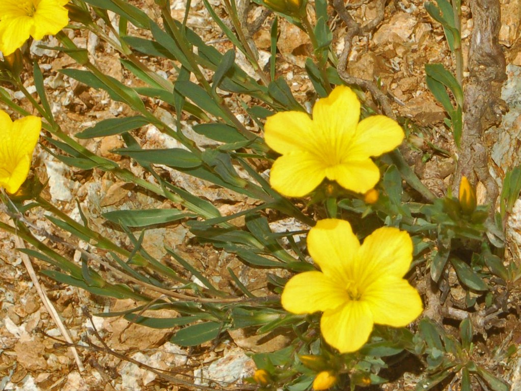 Linum campanulatum / Lino giallo