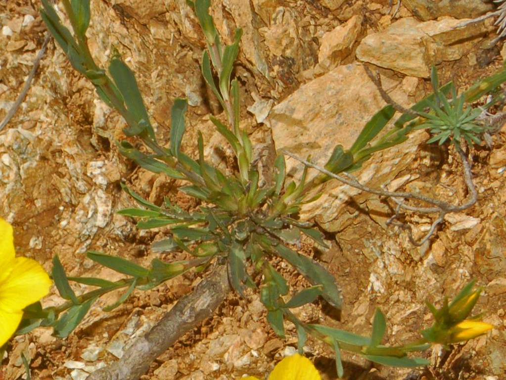 Linum campanulatum / Lino giallo