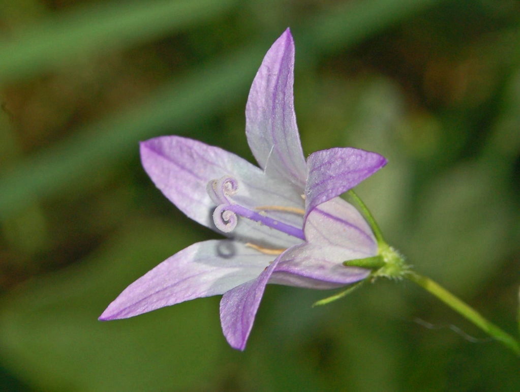 Campanula rapunculus / Campanula commestibile