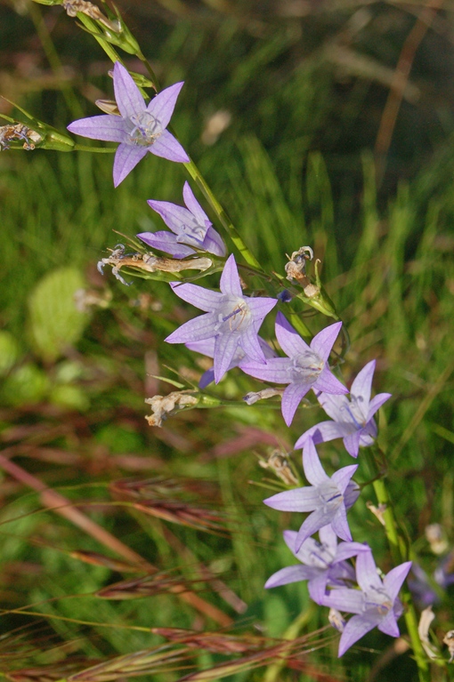 Campanula rapunculus / Campanula commestibile