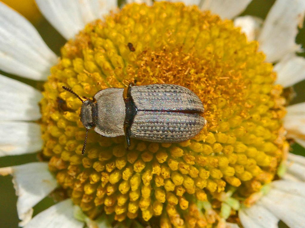 Elateridae?