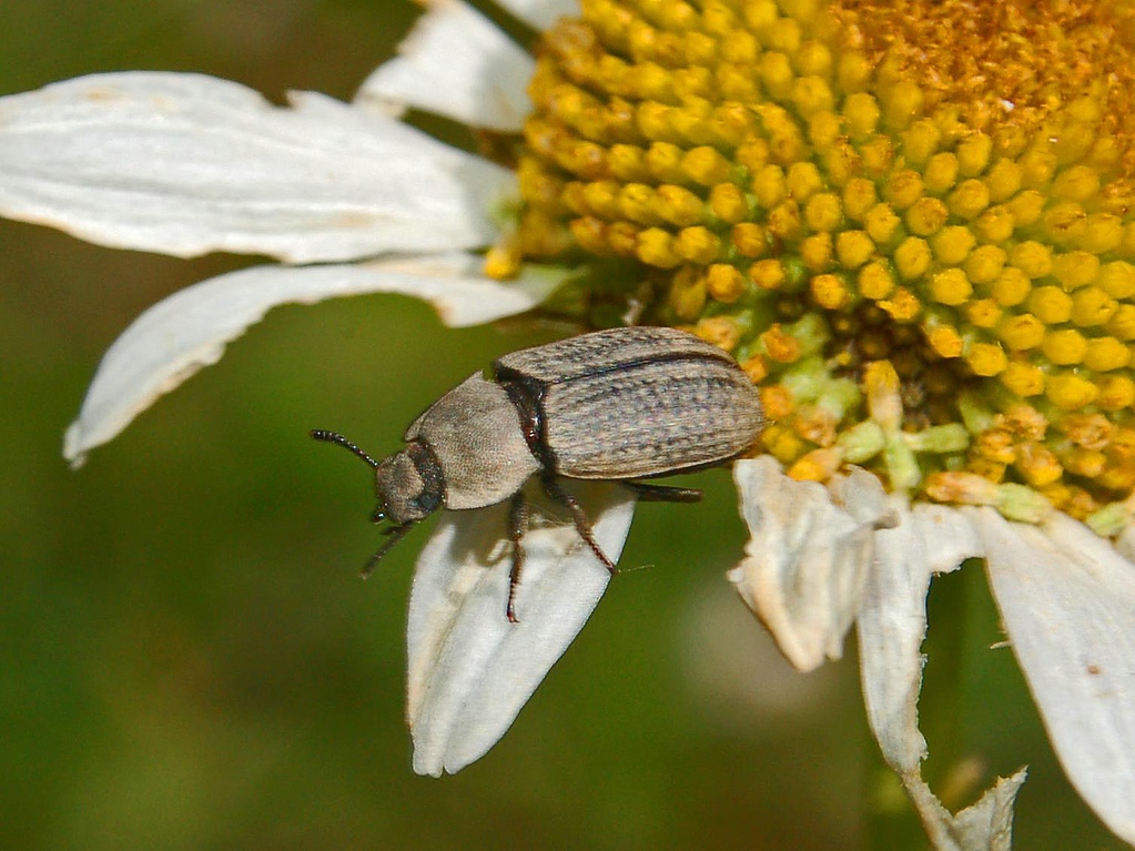 Elateridae?