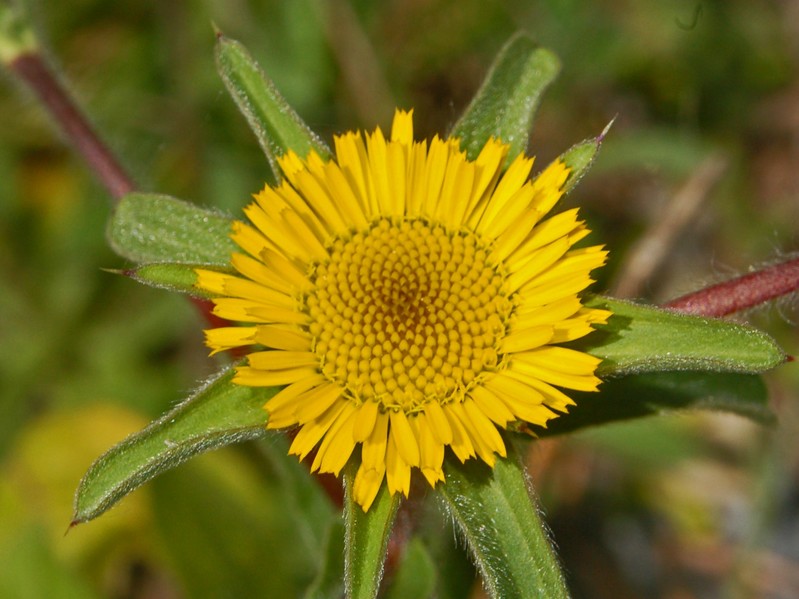 Pallenis spinosa e Scolymus hispanicus