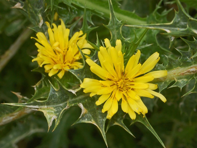 Pallenis spinosa e Scolymus hispanicus
