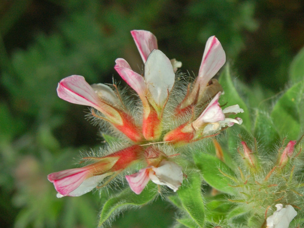Lotus hirsutus (=Dorycnium hirsutum) / Trifoglino irsuto
