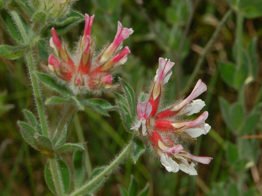 Lotus hirsutus (=Dorycnium hirsutum) / Trifoglino irsuto