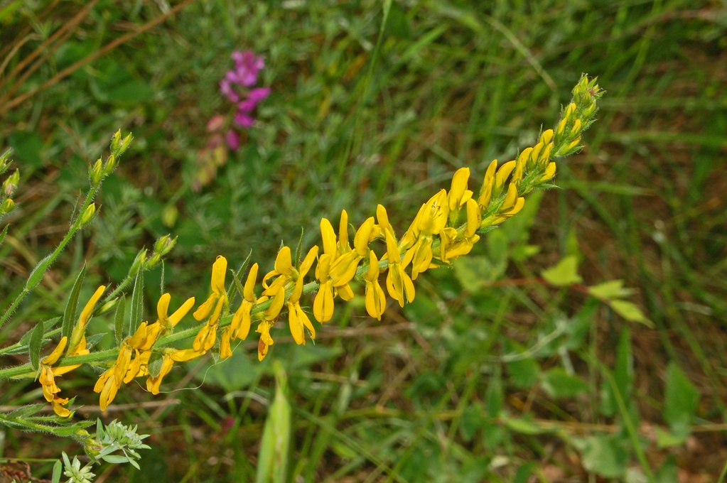 Genista tinctoria / Ginestra minore