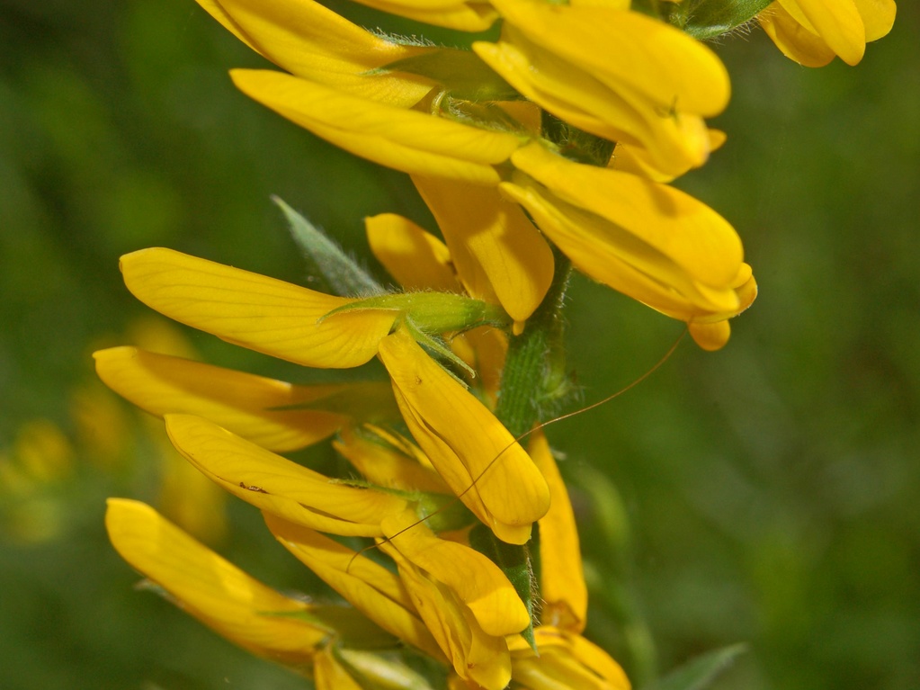 Genista tinctoria / Ginestra minore