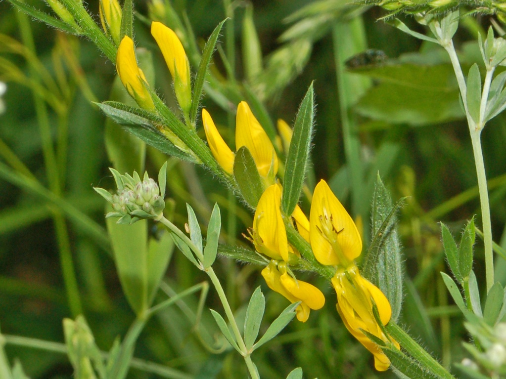 Genista tinctoria / Ginestra minore