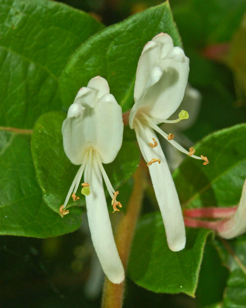 Lonicera japonica / Caprifoglio giapponese