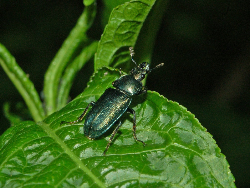 Platycerus caraboides (Coleoptera, Lucanidae)